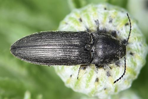 Réf. 336 592 : Cidnopus pilosus