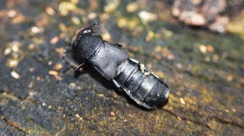 Réf. 336 818 : Ocypus olens