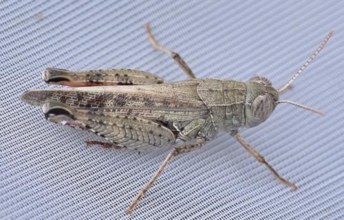 Calliptamus sp.