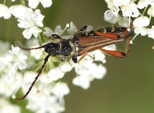 Stenopterus sp.