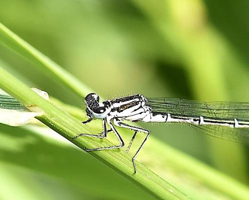 Coenagrion sp.