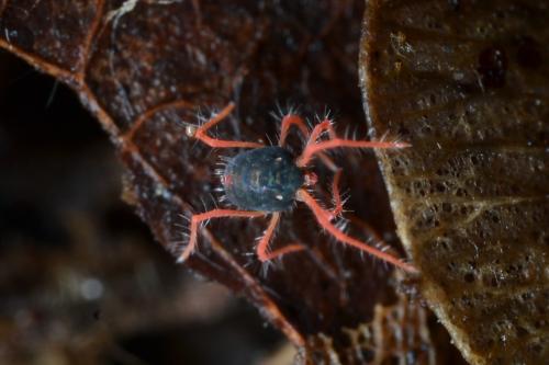 Linopenthaleus irki