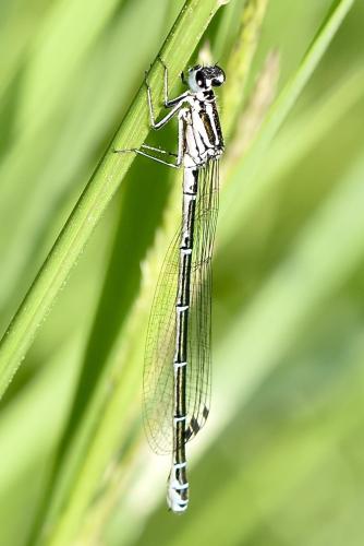 Coenagrion sp.