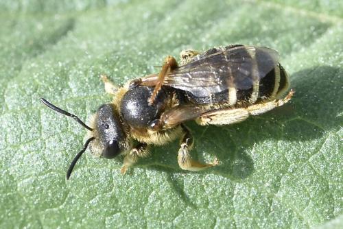 Réf. 336 265 : Halictus sp.