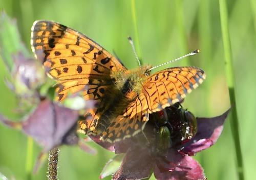 Boloria selene
