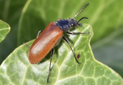 Omophlus lepturoides