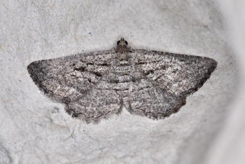 Rhoptria asperaria