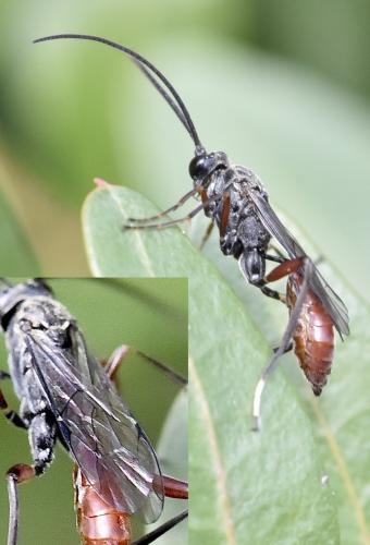 Réf. 336 243 : Cryptinae inconnu