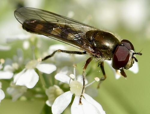 Réf. 336 237 : Platycheirus scutatus