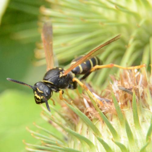 Polistes sp.