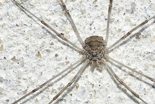 Réf. 336 832 : Phalangium opilio