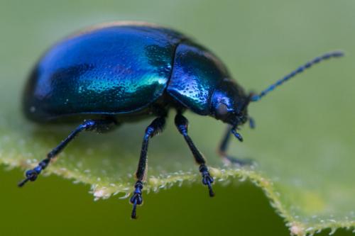 Chrysolina coerulans