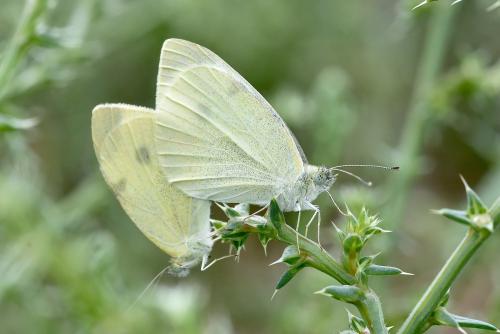 Réf. 336 651 : Pieris rapae
