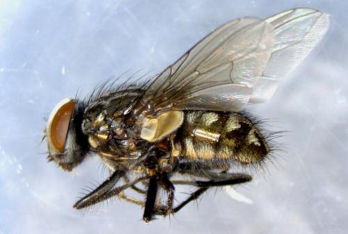 Réf. 336 378 : Dasyphora albofasciata
