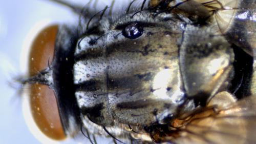 Réf. 336 380 : Dasyphora albofasciata