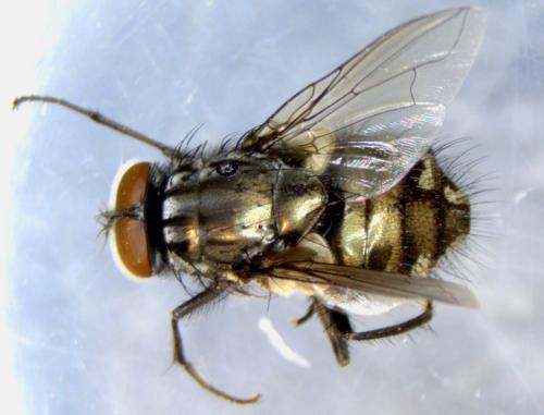 Réf. 336 379 : Dasyphora albofasciata