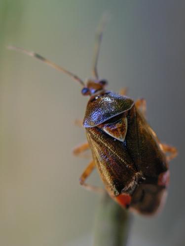 Réf. 336 847 : Deraeocoris flavilinea