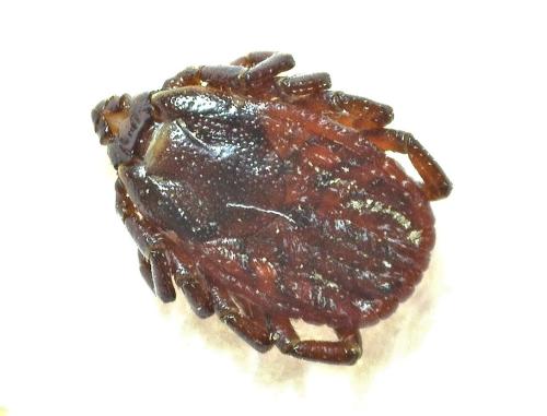 Rhipicephalus sp.