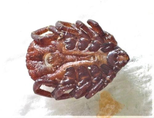 Réf. 336 044 : Rhipicephalus sp.