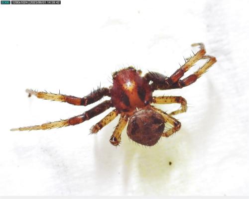 Réf. 336 280 : Xysticus sp.