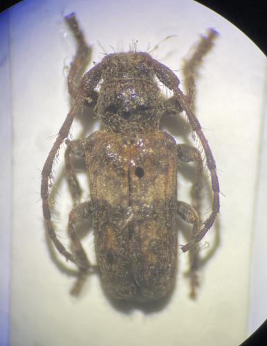 Réf. 336 880 : Pogonocherus fasciculatus