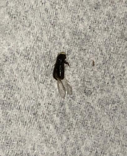 Réf. 336 974 : Scolytinae inconnu