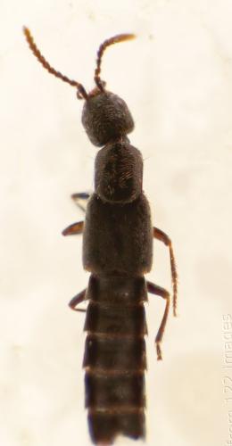 Réf. 336 449 : Remus sericeus