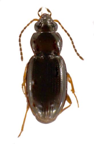 Réf. 336 191 : Bembidion obtusum