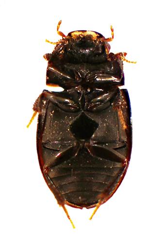 Cercyon sp.