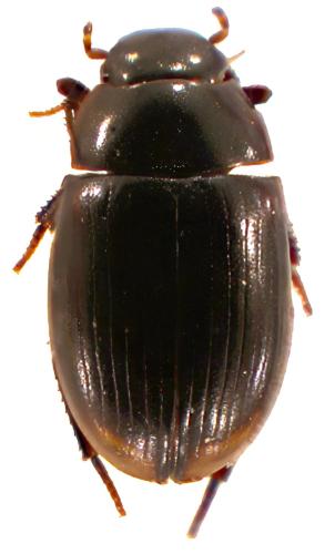 Cercyon sp.