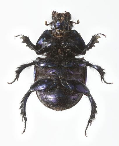 Réf. 336 580 : Geotrupes spiniger