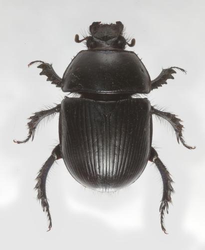 Réf. 336 579 : Geotrupes spiniger