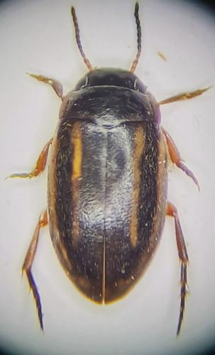 Réf. 336 585 : Graptodytes bilineatus