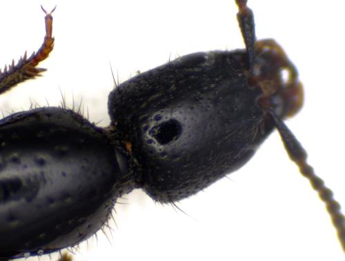 Gyrohypnus sp.