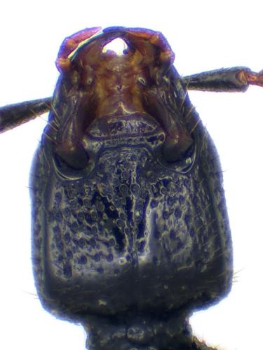 Réf. 336 856 : Gyrohypnus fracticornis