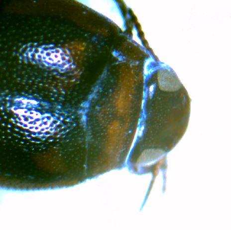 Hygrotus inaequalis