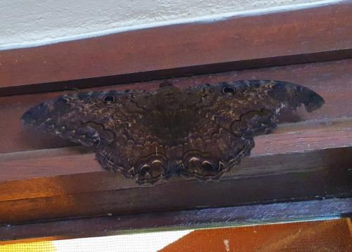 Ascalapha odorata