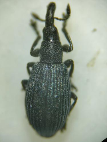 Réf. 336 773 : Perapion hydrolapathi
