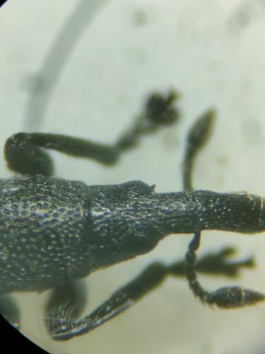 Réf. 336 776 : Perapion hydrolapathi