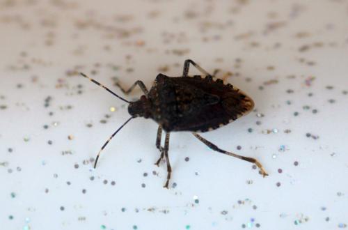 Halyomorpha halys