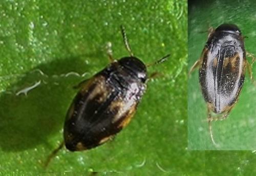 Hydroglyphus geminus