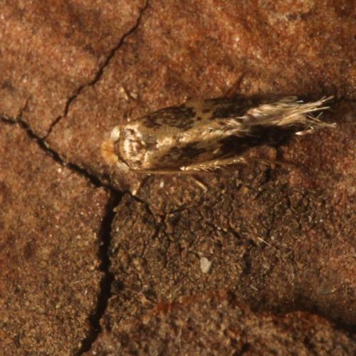 Ectoedemia sp.