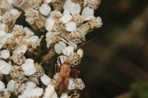 Phytocoris sp.