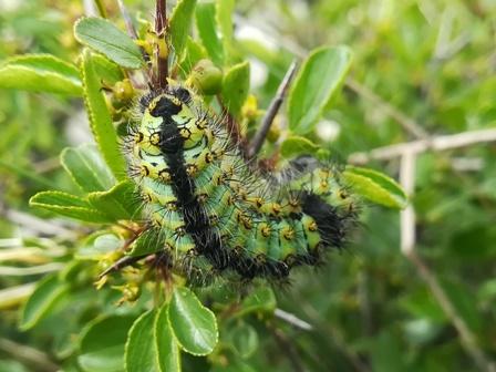 Saturnia sp.
