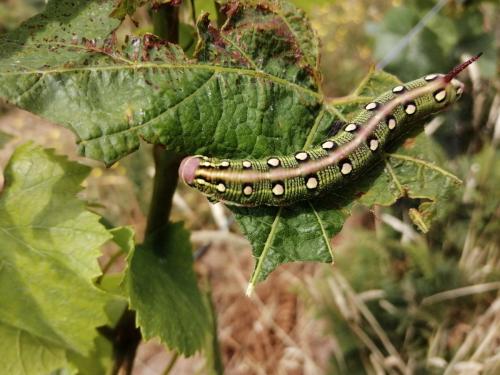 Hyles livornica