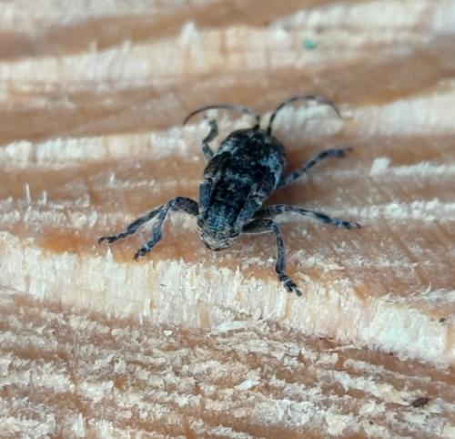Mesosa nebulosa