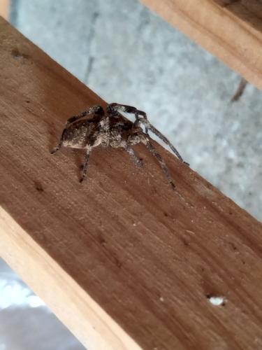 Réf. 336 849 : Zoropsis spinimana