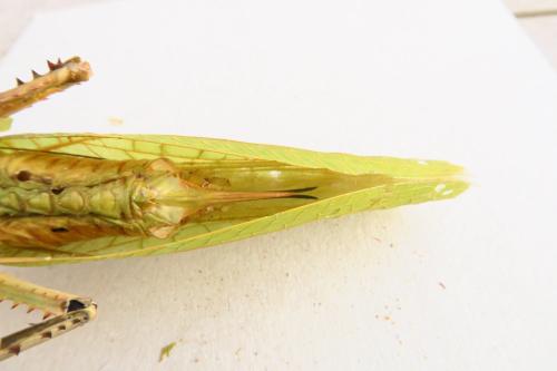Pseudophyllinae