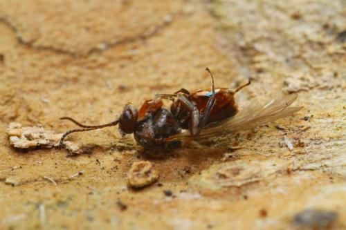 Andricus grossulariae