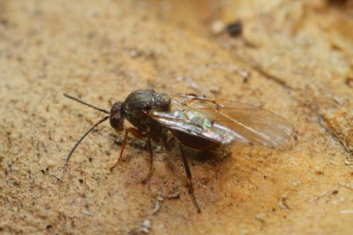 Andricus grossulariae